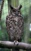South American Great Horned Owl (Bubo virginianus nacurutu) - Wiki