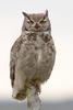 Magellanic Horned Owl (Bubo magellanicus) - Wiki