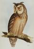 Pharaoh Eagle-owl (Bubo ascalaphus) - Wiki