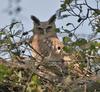 Dusky Eagle-owl (Bubo coromandus) - Wiki