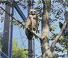 Blakiston's Fish-owl (Bubo blakistoni) - Wiki