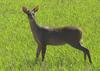 Red Brocket Deer (Mazama americana) - Wiki