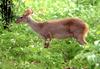 Gray Brocket Deer (Mazama gouazoubira) - Wiki