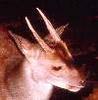 Yucatan Brown Brocket Deer (Mazama pandora) - Wiki