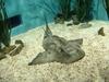 Japanese Angel Shark (Squatina japonica) - Wiki