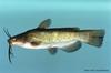 Brown Bullhead (Ameiurus nebulosus) - Wiki