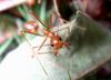 Weaver Ants (Family: Formicidae, Genus: Oecophylla) - Wiki