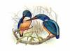 Half-collared Kingfisher (Alcedo semitorquata) - Wiki