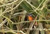 Blue-eared Kingfisher (Alcedo meninting) - Wiki