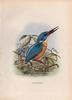 Alcedo moluccensis = Alcedo meninting (blue-eared Kingfisher)
