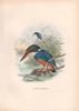 Indigo-banded Kingfisher (Alcedo cyanopectus) - Wiki