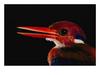 Philippine Dwarf Kingfisher (Ceyx melanurus) - Wiki