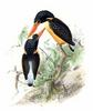 Variable Dwarf Kingfisher (Ceyx lepidus) - Wiki