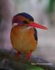 African Pygmy-kingfisher (Ispidina picta) - Wiki