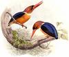 African Dwarf Kingfisher (Ceyx lecontei) - Wiki