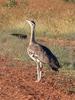 Australian Bustard (Ardeotis australis) - Wiki