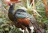 Ocellated Turkey (Meleagris ocellata) - Wiki