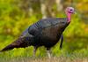 Wild Turkey (Meleagris gallopavo) - Wiki