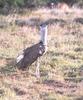 Bustard (Family: Otididae) - Wiki