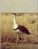 Great Indian Bustard (Ardeotis nigriceps) - Wiki