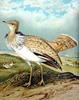 Houbara Bustard (Chlamydotis undulata) - Wiki