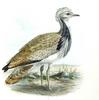 Macqueen's Bustard (Chlamydotis macqueenii) - Wiki