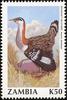 Stanley Bustard (Neotis denhami) - Wiki