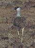 Heuglin's Bustard (Neotis heuglinii) - Wiki