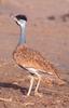 Nubian Bustard (Neotis nuba) - Wiki