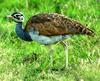 White-bellied Bustard (Eupodotis senegalensis) - Wiki