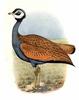 Blue Bustard (Eupodotis caerulescens) - Wiki