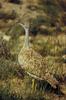 Little Brown Bustard (Eupodotis humilis) - Wiki