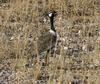 Black Bustard (Afrotis afra) - Wiki