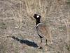 White-quilled Bustard (Afrotis afraoides) - Wiki