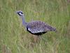 Hartlaub's Bustard (Lissotis hartlaubii) - Wiki