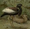 Bengal Florican (Houbaropsis bengalensis) - Wiki