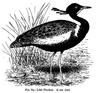 Lesser Florican (Sypheotides indica) - Wiki