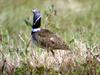 Little Bustard (Tetrax tetrax) - Wiki