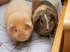 Guinea Pig (Cavia porcellus) - Wiki