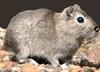 Southern Mountain Cavy (Microcavia australis) - Wiki