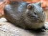 Brazilian Guinea Pig (Cavia aperea) - Wiki