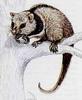 Black-shouldered Opossum (Caluromysiops irrupta) - Wiki