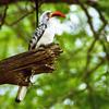 Red-billed Hornbill (Tockus erythrorhynchus) - Wiki