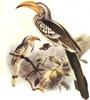 Eastern Yellow-billed Hornbill (Tockus flavirostris) - Wiki
