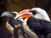 Von der Decken's Hornbill (Tockus deckeni) - Wiki