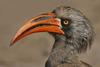 Bradfield's Hornbill (Tockus bradfieldi) - Wiki