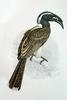 African Grey Hornbill (Tockus nasutus) adult male