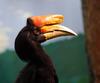 Rhinoceros Hornbill (Buceros rhinoceros) - Wiki