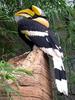Great Hornbill (Buceros bicornis) - Wiki