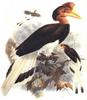 Helmeted Hornbill (Rhinoplax vigil) - Wiki